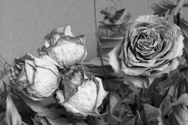 ドライフラワー花束の黒と白の写真を閉じる — ストック写真
