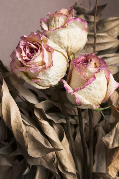 Букет Сушеных Роз Листьев Эвкалипта — стоковое фото