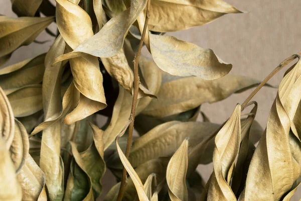 Dried Eucalyptus Leaves Closeup Background — Stock Photo, Image