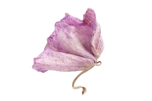 Одинокий Розовый Цветок Орхидеи Изолированный Над Белым — стоковое фото
