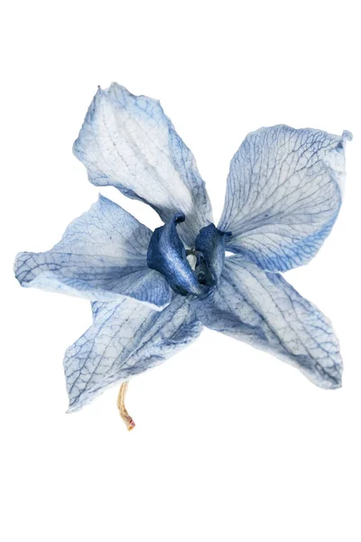 Flor Azul Orquídea Mar Isolada Sobre Branco — Fotografia de Stock