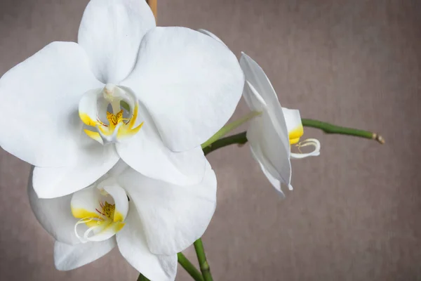 Biały Piękne Falaenopsis Orchidee Kwiaty Zbliżenie — Zdjęcie stockowe