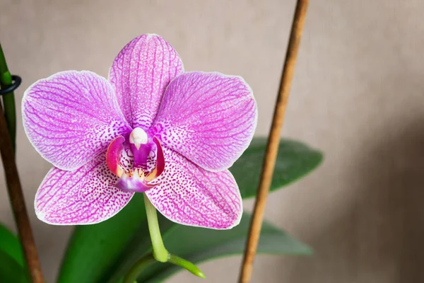 Vacker Rosa Phalaenopsis Orkidé Blomma Närbild — Stockfoto