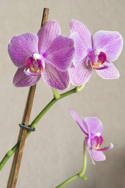 Różowe Orchidee Phalaenopsis Kwiaty Zbliżenie — Zdjęcie stockowe