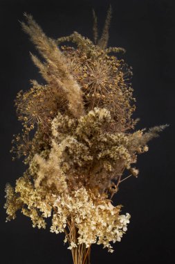 Koyu arkaplanda güzel kurumuş çiçekler ve bitkiler.