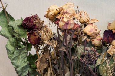 Kurumuş sarı ve kırmızı güller ve yapraklar yakın plan