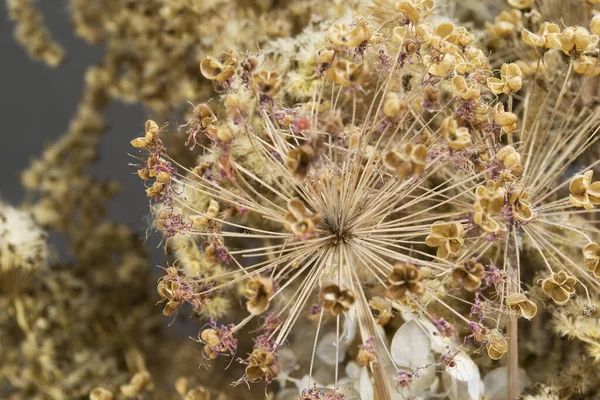 Fluxos Allium Secos Ervas Buquê Decorativo Closeup — Fotografia de Stock