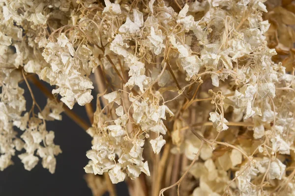 Getrocknete Weiße Blumen Blumenstrauß Nahaufnahme Auf Dunklem Hintergrund — Stockfoto