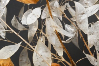 Beyaz yapraklı kurumuş bitkiler koyu arkaplana yakın çekim yaparlar.