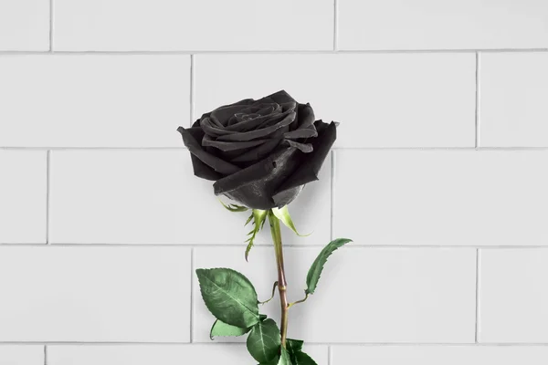 Schwarze Rose — Stockfoto