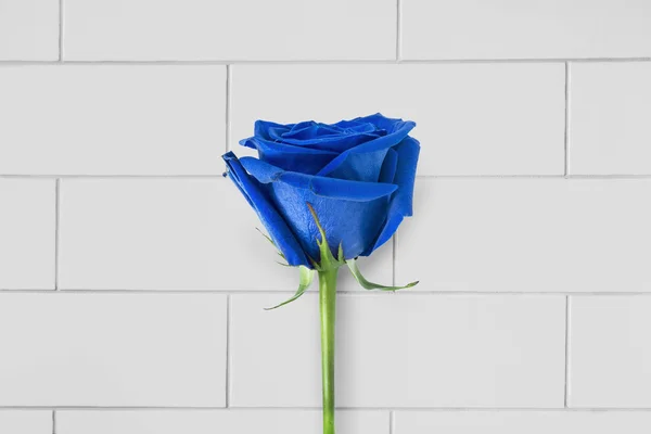 Rosa azul — Foto de Stock