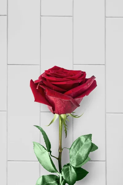 Rote Rose — Stockfoto