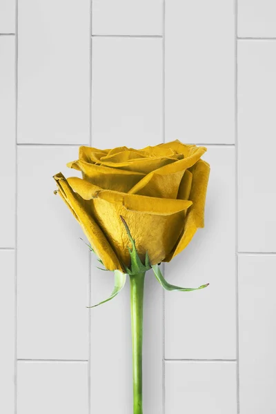 Gele roos — Stockfoto