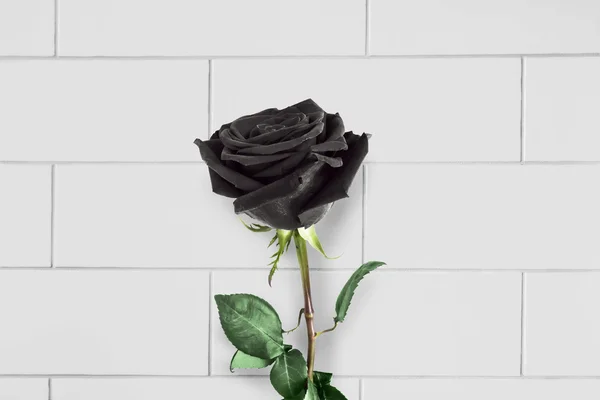 Μαύρο τριαντάφυλλο Φωτογραφία Αρχείου
