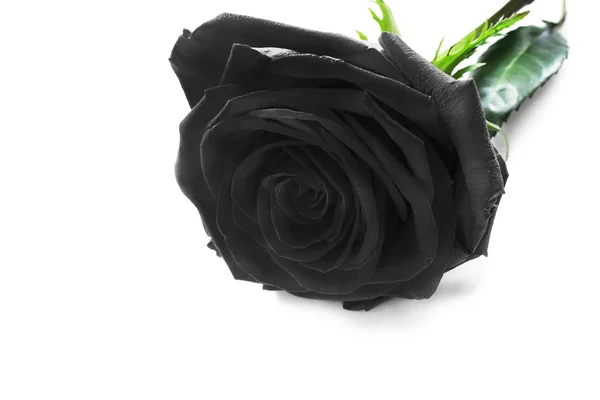 Schwarze Rose — Stockfoto