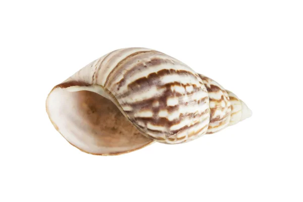 Seashell — Stock Photo, Image