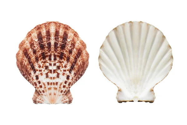 白い貝殻 — ストック写真