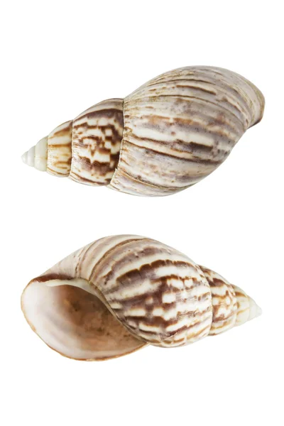 Seashell on white — Stock Photo, Image