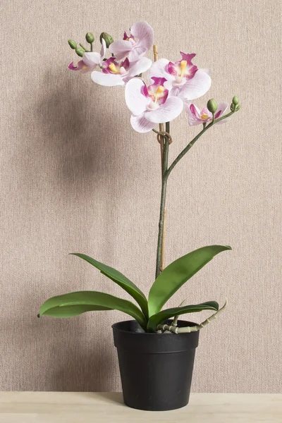 Orquídea em vaso rosa — Fotografia de Stock