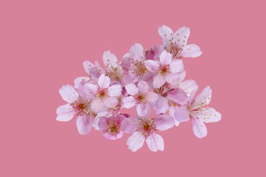 Kiraz çiçekleri, sakura çiçekleri pembe arka planda izole edilmiş - kırpma yolları.