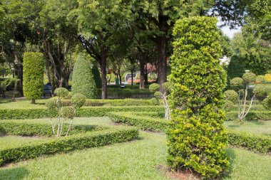 Bahçede süs için bitkiler.