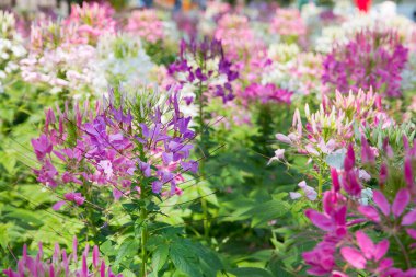 Örümcek çiçeği (Cleome spinosa Jacq) bahçede.