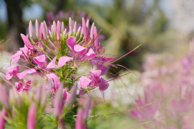 Örümcek çiçeği (Cleome spinosa Jacq) bahçede.