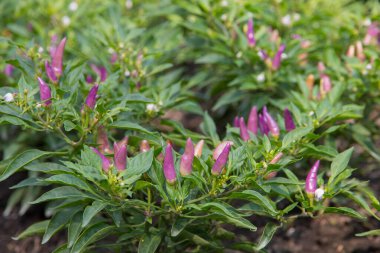 Bahçede yetişen acı biber..