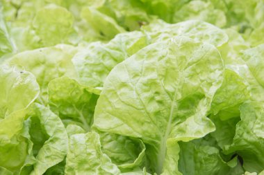 Bir yaprak Çin lahanası yakın plan.