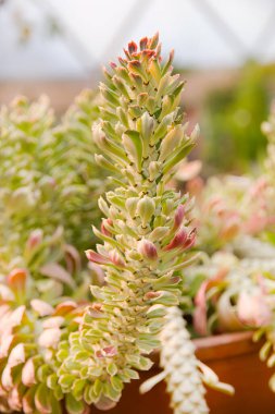 Bahçedeki süslü kenevir kaktüsü..