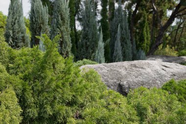 Yeşil yapraklı çam ormandaki çam ağacı kadar doğal.