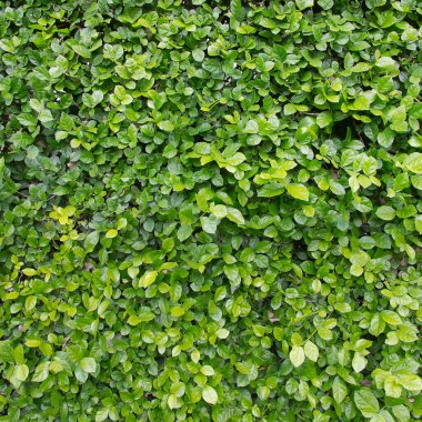 Arkaplan için yeşil yaprak.