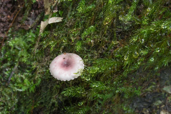 Pequeño Hongo Creciendo Musgo Verde —  Fotos de Stock