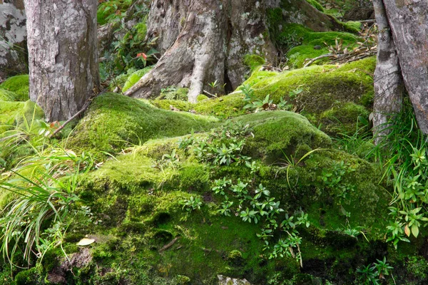 Green Moss Cover Old Tree Forest Rainy Season — Stock Photo, Image