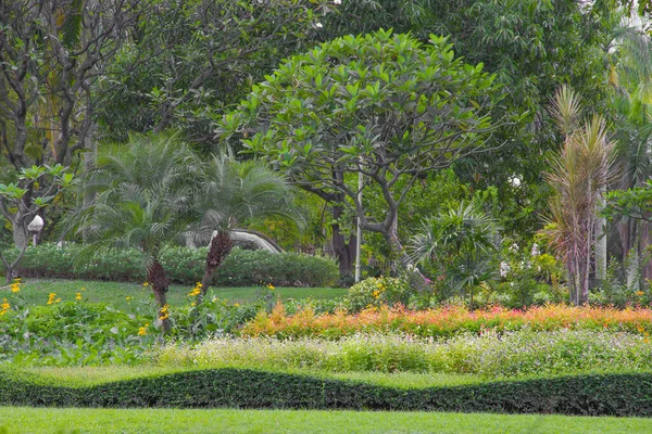 Plantes Fleurs Décorent Dans Jardin — Photo