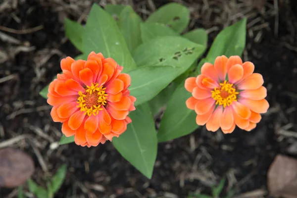 Fleurs Zinnia Orange Dans Jardin — Photo