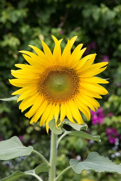 Primer Plano Girasol Jardín — Foto de Stock