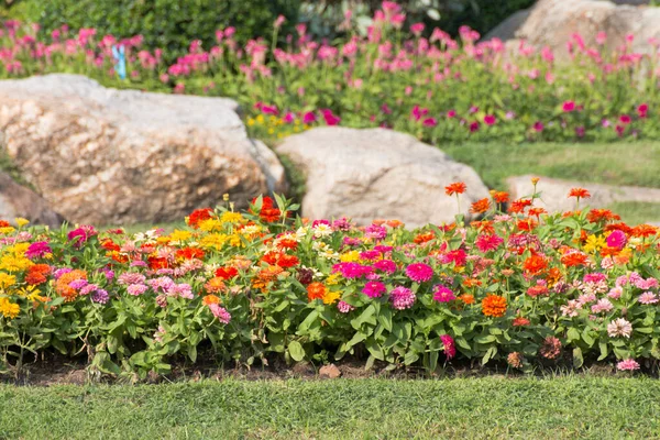 Fiore Piante Decorare Giardino — Foto Stock