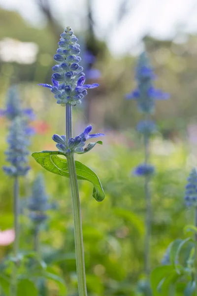 Modrá Salvia Květina Zahradě — Stock fotografie