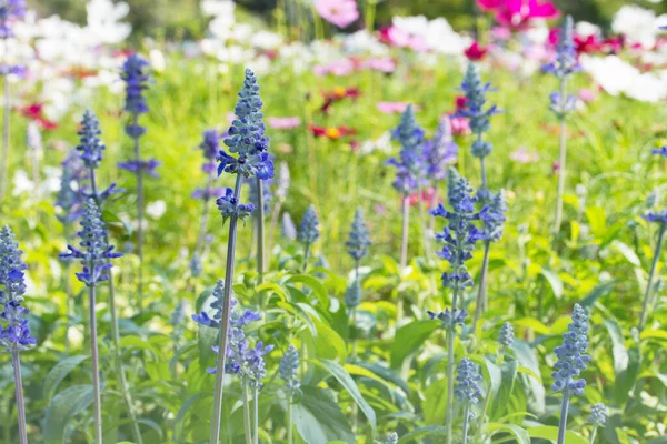 Flor Salvia Azul Jardín — Foto de Stock