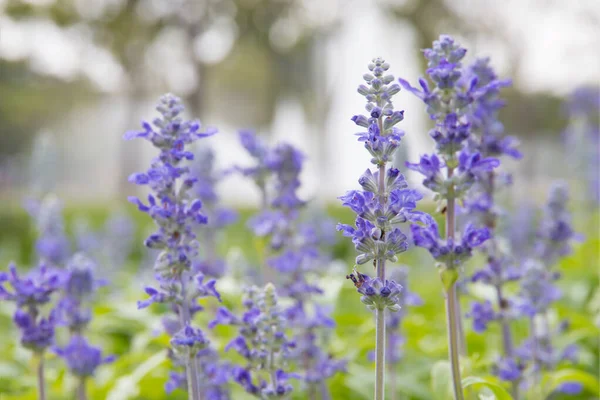 Modrá Salvia Květina Zahradě — Stock fotografie
