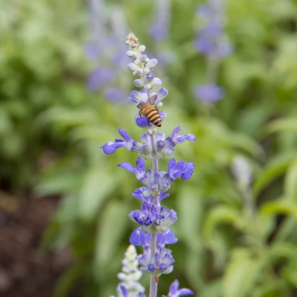 Abeja Sobre Flores Azules Salvia Jardín — Foto de Stock