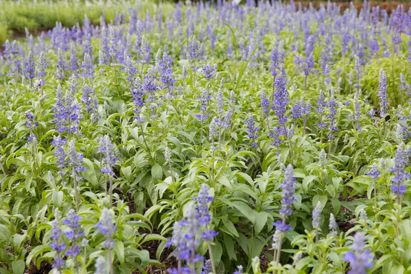 Голубой Сальвийский Цветок Саду — стоковое фото