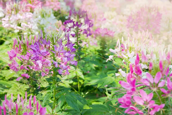 园中的蜘蛛花 Cleome Spinosa Jacq — 图库照片