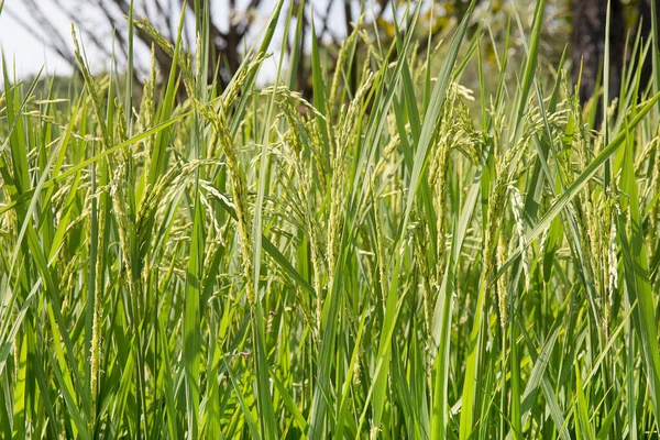 Campo Arroz Tierras Cultivo —  Fotos de Stock