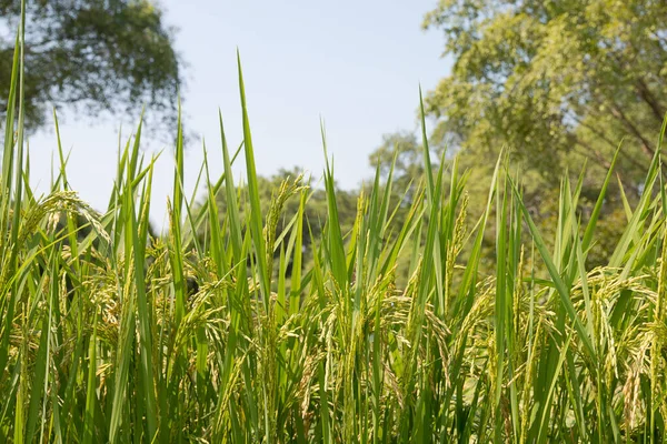 Pole Ryżowe Użytkach Rolnych — Zdjęcie stockowe