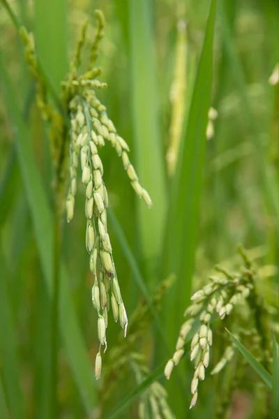 Campo Arroz Tierras Cultivo —  Fotos de Stock