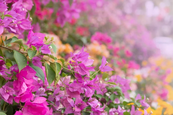 Virágok Dekoratív Kertben — Stock Fotó