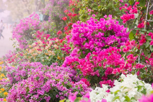 Színes Virágok Díszítő Kertben — Stock Fotó