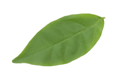Beyaz arkaplanda yeşil yaprak izole